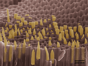 electron micrograph shows gold nanorods which were synthesized and embedded in the nanopores of anodic aluminum oxide membrane