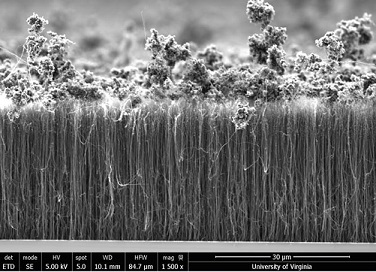 SEM image of carbon nanotubes