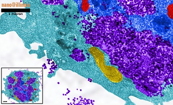 False color image of 60 nm silica nanoparticles in a cell