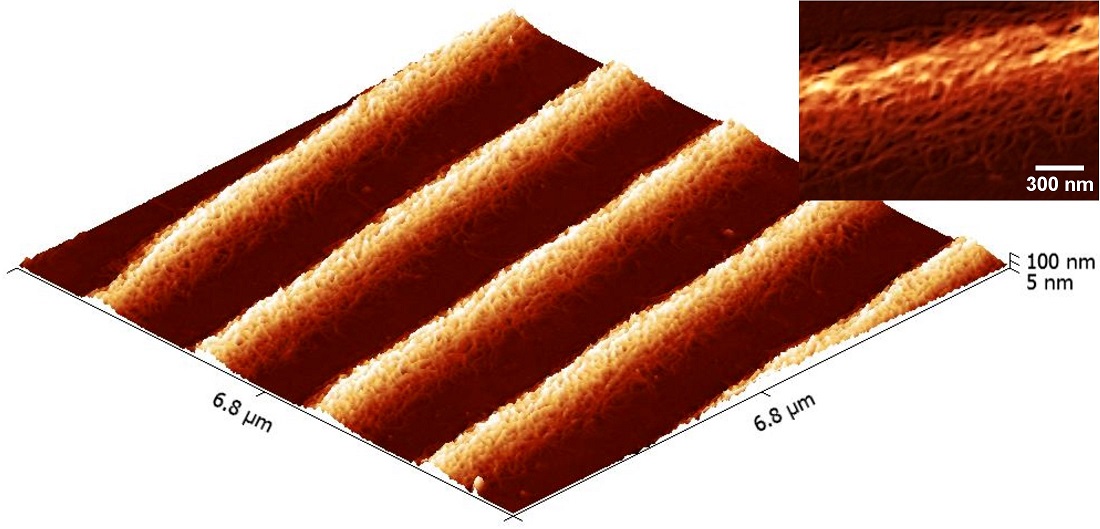 3-D topographical image of a mixture of chitin and collagen nanofibers that have been molded into micron-wide, parallel tracks