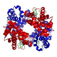 Hemoglobin cartoon depiction