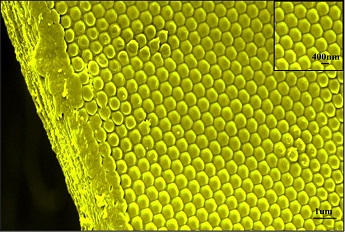Self-assembled hexagonally packed polymeric nano beads array on a bio-polymeric film
