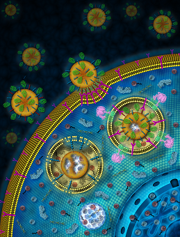 illustration of nanoparticles targeting and entering a cell