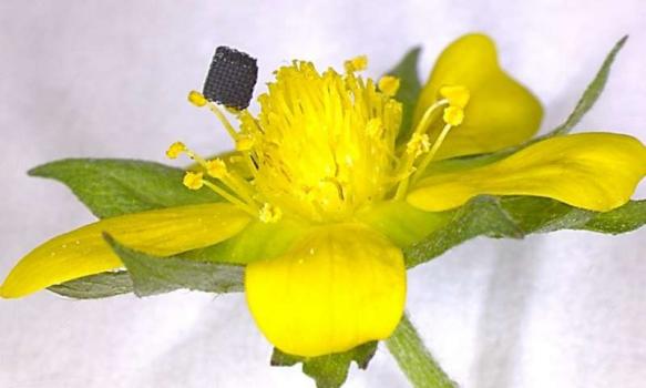 Researchers develop novel process to 3-D print one of the strongest materials on earth