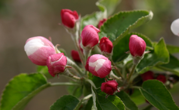 Nanocrystals show impressive results protecting fruit crops from frost damage