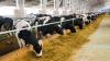 Cows eating in a barn