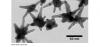 Silver-plated gold nanostars detect early cancer biomarkers