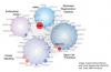 gene network