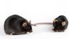 obese mouse and lean mouse