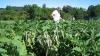 Farmer in a field of spinach