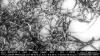 Micrograph of CNT fibers