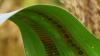 graphene sensor on corn leaf
