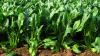 Picture of spinach plants